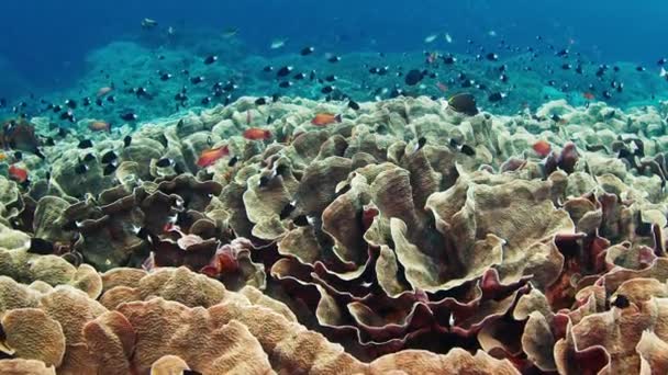 Recifes Corais Saudáveis Com Corais Peixes Recife Perto Ilha Nusa — Vídeo de Stock