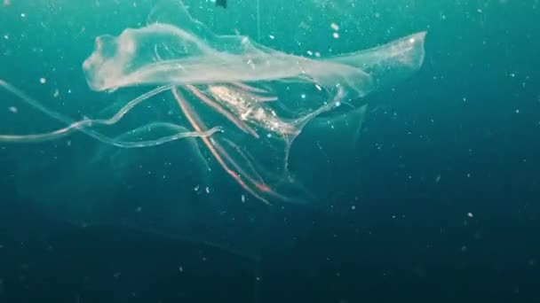 Meduza Unosi Się Pod Wodą Błyszczy Tęczowymi Kolorami — Wideo stockowe