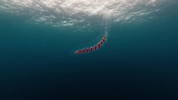 晴天时海生动物在水下漂浮 — 图库视频影像
