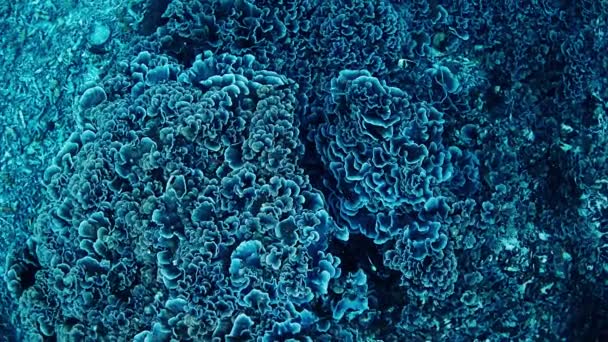Sağlıklı Mercan Resifleri Mercanlar Balıklar Resifin Farklı Renk Dereceli Tek — Stok video