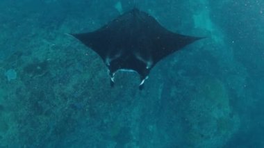 Mobula birostris. Dev Oceanic Manta Işını suyun altında yavaşça yüzer.