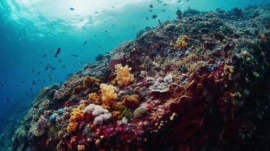 Nusa Penida, Bali, Endonezya adasındaki balık sürüsüyle sağlıklı mercan resifleri. Dalış alanının adı Toya Pakeh duvarı.