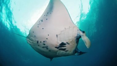 Mobula birostris. Dev Oceanic Manta Işını suyun altında yavaşça yüzer.