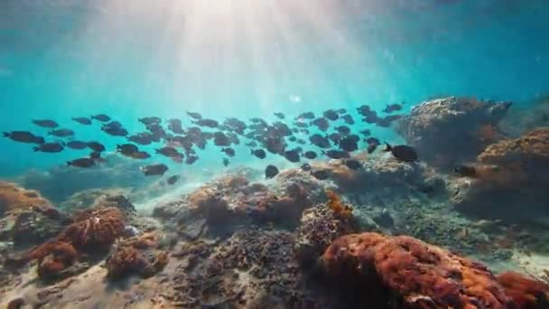 Recifes Corais Saudáveis Ilha Nusa Penida Bali Indonésia — Vídeo de Stock