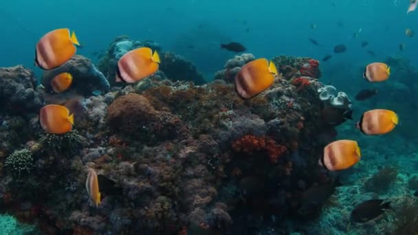 Peixes Nadam Mar Recife Coral Saudável Ilha Nusa Penida Bali — Vídeo de Stock