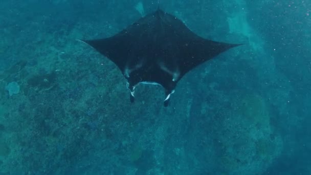 Mobula Birostris Dev Oceanic Manta Işını Suyun Altında Yavaşça Yüzer — Stok video