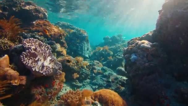 Recifes Corais Saudáveis Ilha Nusa Penida Bali Indonésia — Vídeo de Stock