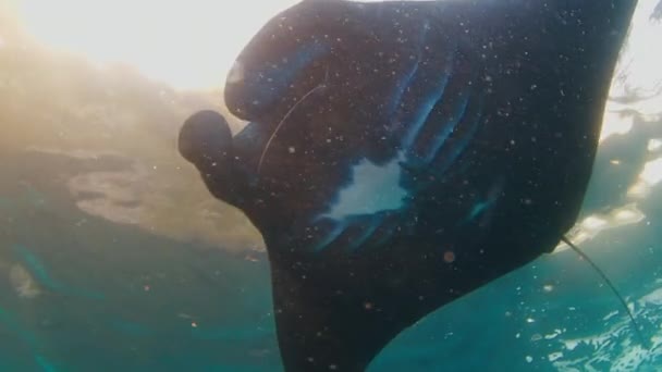 Giant Oceanic Manta Ray Mobula Birostris Nada Bajo Agua Estación — Vídeo de stock