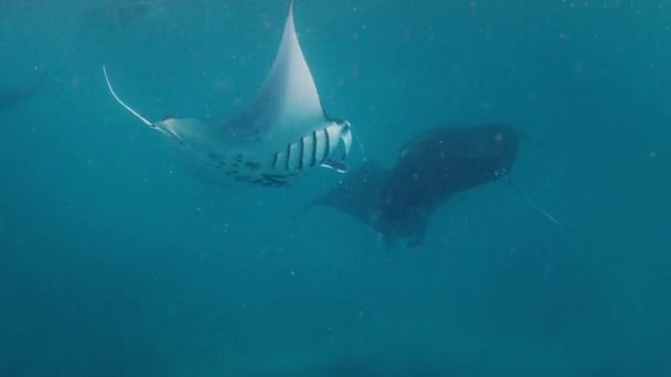 Giant Oceanic Manta Rays Mobula Birostris Nadan Bajo Agua Estación — Vídeos de Stock