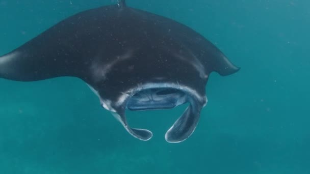Giant Oceanic Manta Ray Mobula Birostris Nada Bajo Agua Estación — Vídeos de Stock