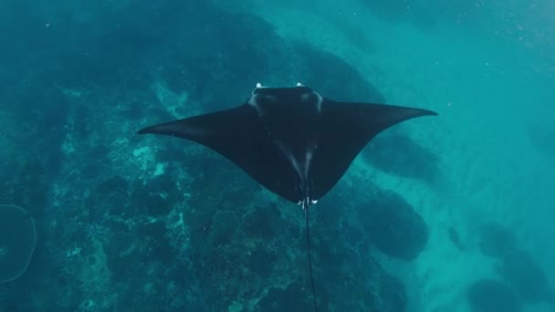 Mobula Birostris Giant Oceanic Manta Ray Slowly Swims Underwater Bottom — Stock Video