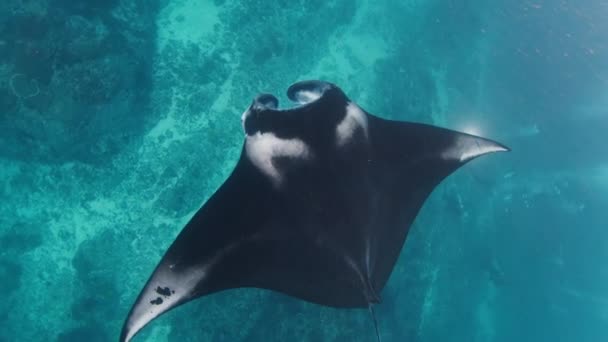Mobula Birostris Giant Oceanic Manta Ray Lentamente Nada Bajo Agua — Vídeos de Stock
