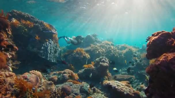 Wanita Seksi Terjun Bebas Muda Fit Freediver Perempuan Berenang Bawah — Stok Video