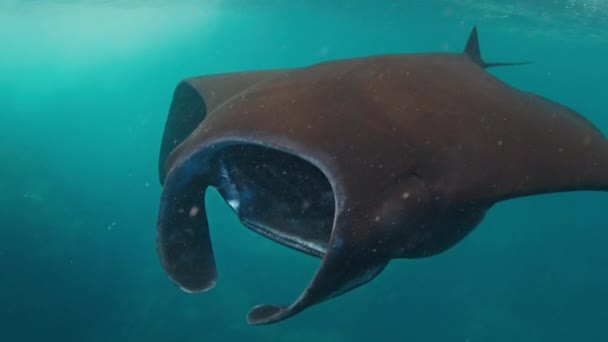 Giant Oceanic Manta Ray Mobula Birostris Nada Debaixo Água Estação — Vídeo de Stock