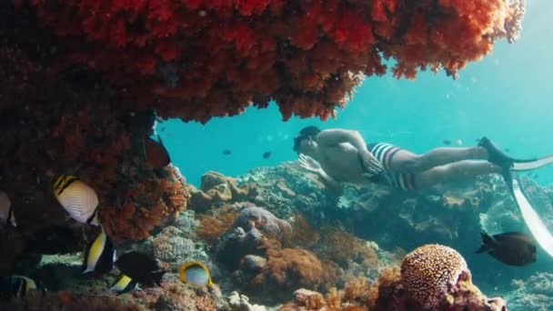 Male Freediver Asian Male Freediver Swims Underwater Explores Healthy Reef — Stock Video