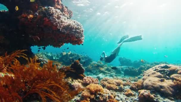 Beberapa Freediving Pemuda Fit Freedivers Pria Dan Wanita Berenang Bawah — Stok Video