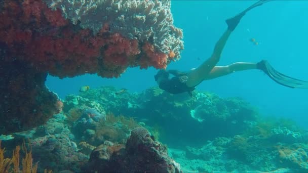 解放された女性は サンゴ礁で泳いでいます 若い女性が水中を泳ぎ インドネシアのバリ島ヌサペニダ島で健康的なサンゴ礁を探検します — ストック動画