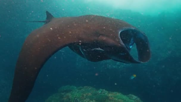 Den Gigantiska Oceaniska Mantor Jätte Manta Ray Mobula Birostris Glider — Stockvideo