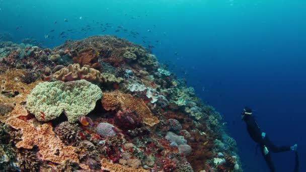 健康的なサンゴ礁の近くでフリーダイバーが泳ぎ その美しさを楽しむ — ストック動画