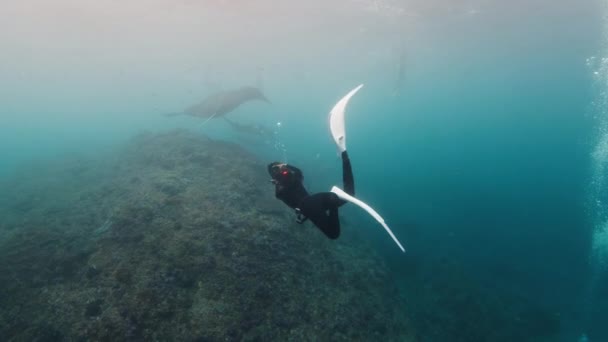 Fotografo Femminile Subacquea Cattura Gigantesche Mante Oceaniche Mobula Birostris Lentamente — Video Stock
