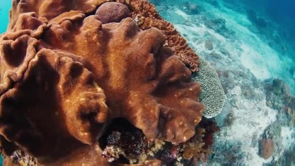 Υγιής Κοραλλιογενής Ύφαλος Κοντά Στο Νησί Nusa Penida Μπαλί Ινδονησία — Αρχείο Βίντεο