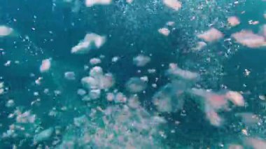 Mobula birostris baloncukların arasından çıkıyor. Dev Oceanic Manta Işını, dalgıçlar onu izlerken suyun altında yavaşça yüzer.