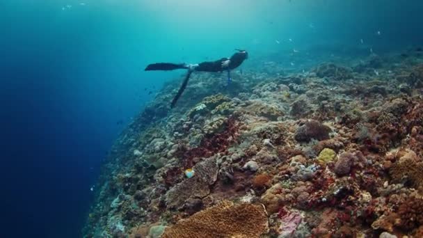 Фридайвер Плавает Возле Здорового Кораллового Рифа Наслаждается Красотой — стоковое видео