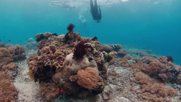 Freediver Swims Underwater Coral Reef — Stock Video