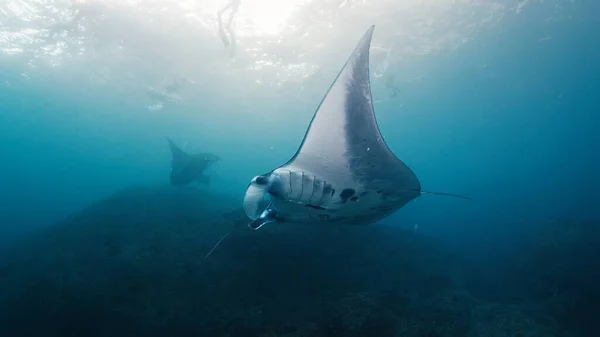 Riesige Mantarochen Oder Mobula Birostris Schwimmen Langsam Unter Wasser Nusa — Stockfoto