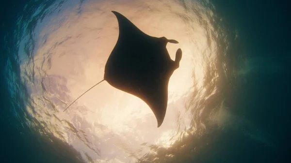 Kæmpe Oceaniske Manta Ray Eller Mobula Birostris Svømmer Langsomt Vandet - Stock-foto