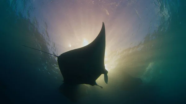 Riesiger Ozeanischer Mantarochen Oder Mobula Birostris Schwimmt Langsam Unter Wasser — Stockfoto
