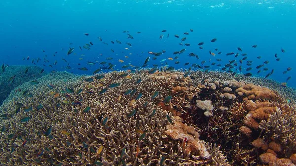 Zdravý Korálový Útes Oceánu Ostrova Nusa Penida Bali Indonésie — Stock fotografie