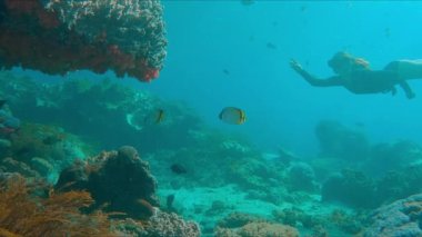 Kadın serbest dalgıç resifte yüzmeyi sever. Genç kadın serbest dalgıç su altında yüzer ve Endonezya, Bali 'deki Nusa Penida adasındaki sağlıklı mercan resiflerini keşfeder.