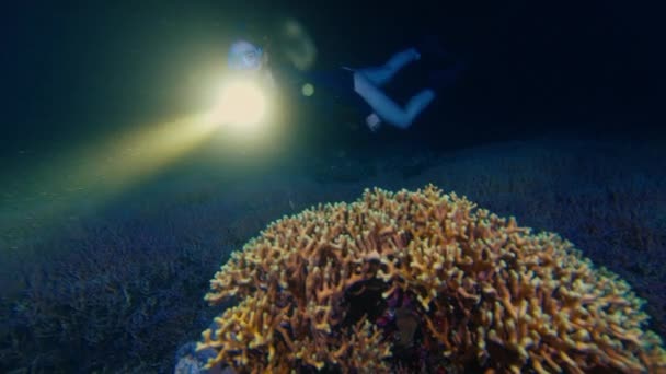 Gece Dalışı Ultraviyole Işıldayan Mercanlar Kadın Serbest Dalgıç Meşale Ile — Stok video