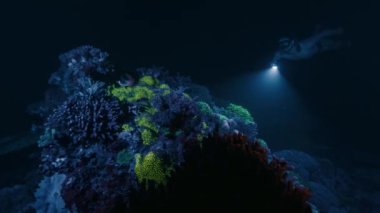 Gece dalışı ve ultraviyole ışıldayan mercanlar. Serbest dalgıç adam meşale ile suyun altında yüzer ve ultraviyole ışığın altında parlayan mercan resiflerini izler.