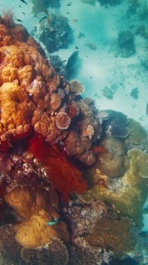 Kadın serbest dalgıç tropikal denizde sağlıklı mercan resiflerinin üzerinde süzülür.