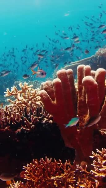 Male Freediver Swims Underwater Tropical Sea Enjoys Healthy Coral Reef — Stock Video