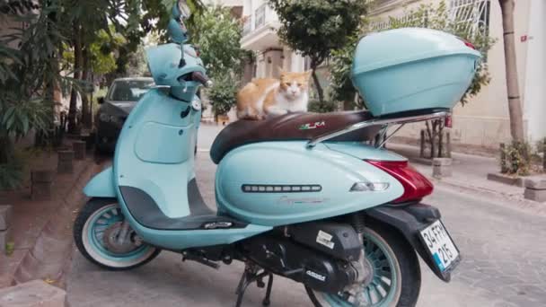 Istanbul Turquía Agosto 2023 Cat Sienta Scooter Estacionado Tranquila Calle — Vídeos de Stock