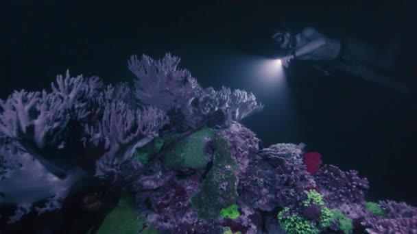夜生活自由 紫外光珊瑚闪闪发光 人类的解放者带着火炬在水下畅游 看着珊瑚礁在紫外线下发光 — 图库视频影像