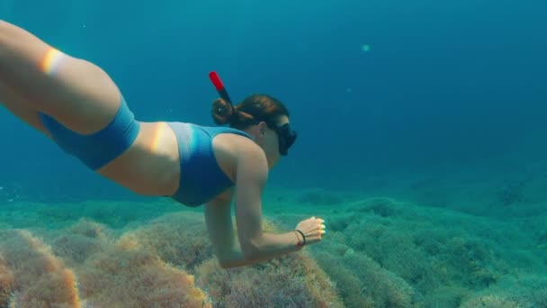 シュノーケリングと熱帯海でスキンダイビングを行い インドネシアのコモド国立公園で鮮やかなピンクのサンゴ礁を泳ぐ — ストック動画