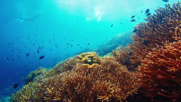 Gezond Koraalrif Onder Water Komodo National Park Indonesië Camera Beweegt — Stockvideo