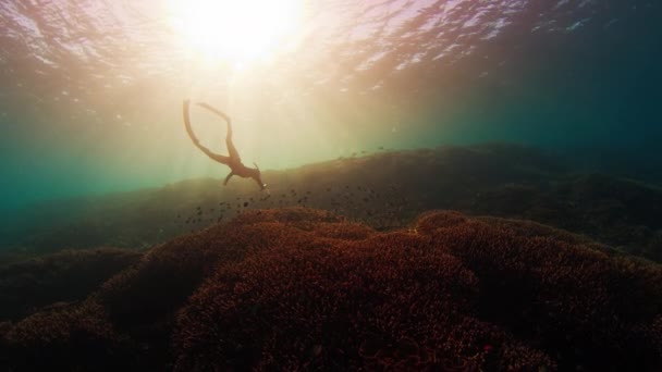 Freediver Swims Underwater Explores Vivid Healthy Coral Reef Komodo National — Stock Video