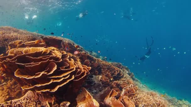 Endonezya Daki Komodo Ulusal Parkı Nda Altında Sağlıklı Mercan Resifleri — Stok video