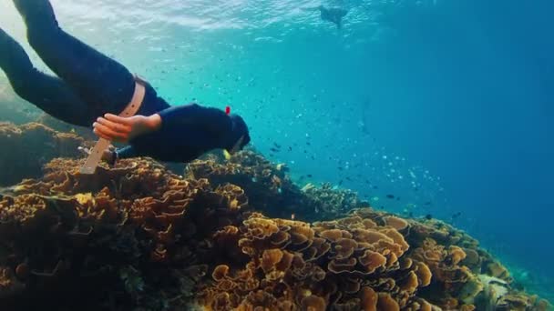 Freediver Swims Underwater Explores Vivid Healthy Coral Reef Komodo National — Stock Video