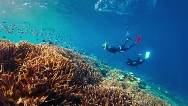 Два Фридайвера Плавают Водой Исследуют Живой Здоровый Коралловый Риф Национальном — стоковое видео