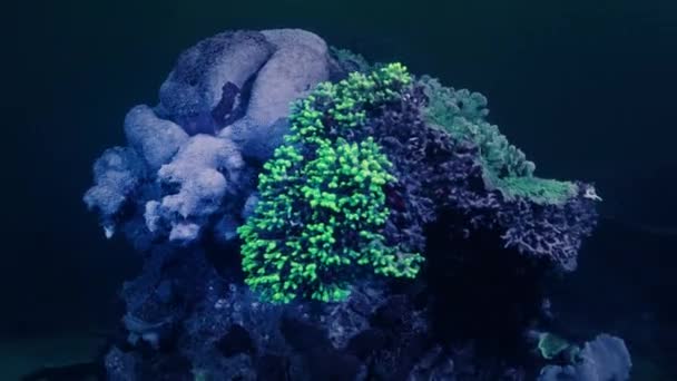 Coral Λάμπει Οξύ Πράσινο Φως Κάτω Από Υπεριώδες Φως Υποβρύχια — Αρχείο Βίντεο