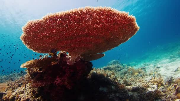 Υγιής Κοραλλιογενής Ύφαλος Στο Εθνικό Πάρκο Κομόντο Στην Ινδονησία Κάμερα — Αρχείο Βίντεο