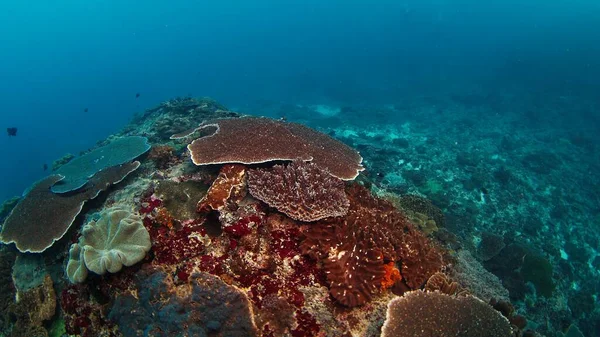 印度尼西亚巴厘努沙佩尼达岛附近海洋中的健康珊瑚礁 — 图库照片