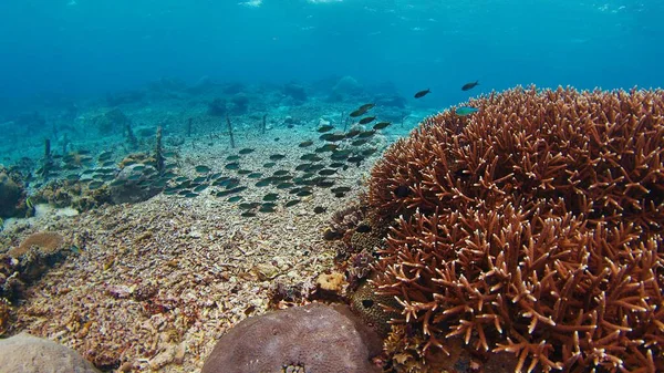 Zdravý Korálový Útes Oceánu Ostrova Nusa Penida Bali Indonésie — Stock fotografie
