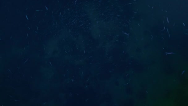 カメラの前で夜に泳ぐ小さな餌の魚の学校 — ストック動画